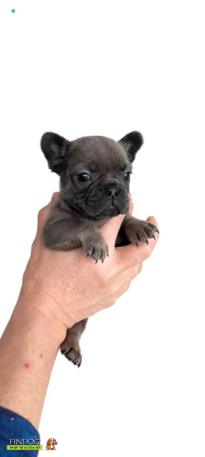 בולדוג צרפתי - בולדוג צרפתי