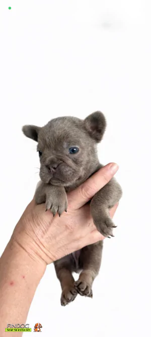 בולדוג צרפתי - בולדוג צרפתי