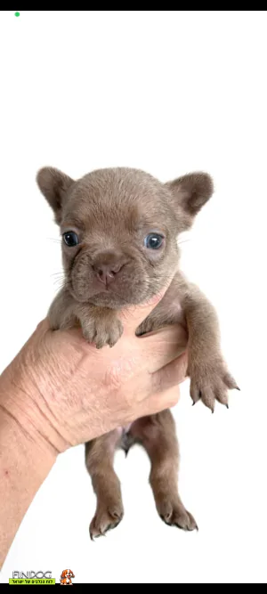 בולדוג צרפתי - בולדוג צרפתי