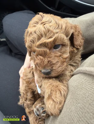 פודל - קימבה