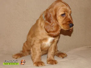 קוקר ספניאל