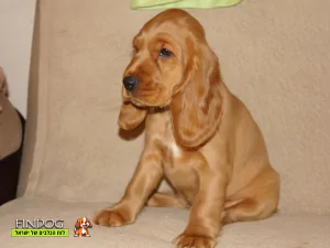 קוקר ספניאל