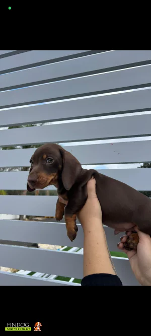 תחש / דקל - תחש ננסי