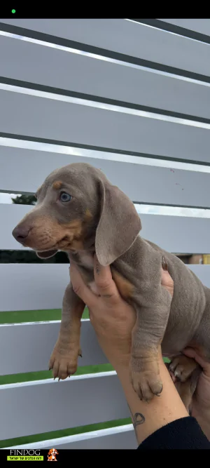 תחש / דקל - תחש ננסי