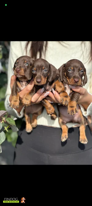 תחש / דקל - תחש ננסי תחש / דקל - תחש ננסי