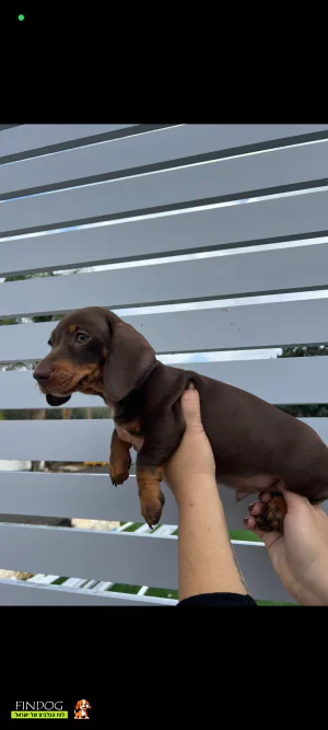 תחש / דקל - תחש ננסי