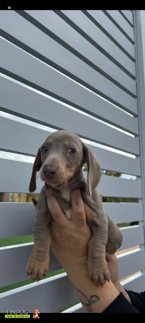 תחש / דקל - תחש ננסי