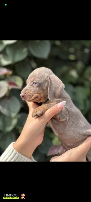 תחש / דקל - תחש ננסי