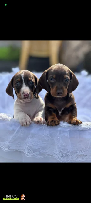 תחש / דקל - תחש ננסי