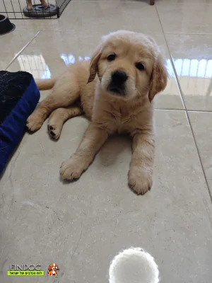 גולדן רטריבר