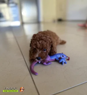 פודל