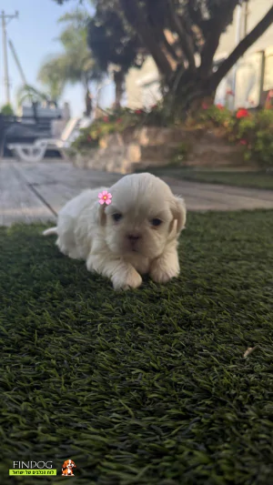 שי טסו / שיצו