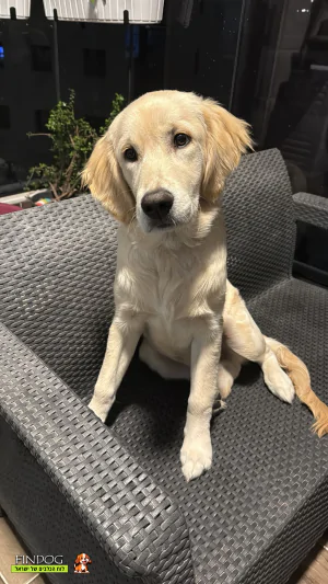 גולדן רטריבר - מיילו