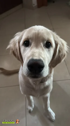 גולדן רטריבר - מיילו