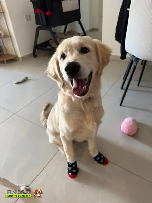 גולדן רטריבר - מיילו