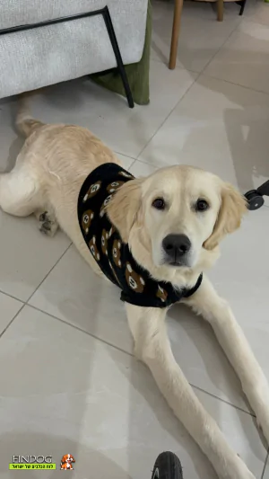 גולדן רטריבר - מיילו