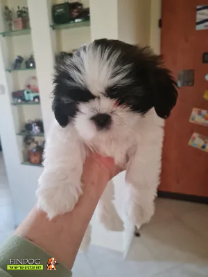 שי טסו / שיצו - שיצו