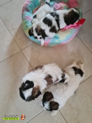 שי טסו / שיצו - שיצו שי טסו / שיצו - שיצו