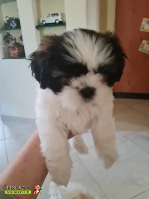 שי טסו / שיצו - שיצו