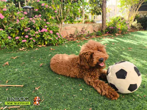 פודל - ליאו פודל - ליאו