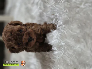 פודל - פודל טוי