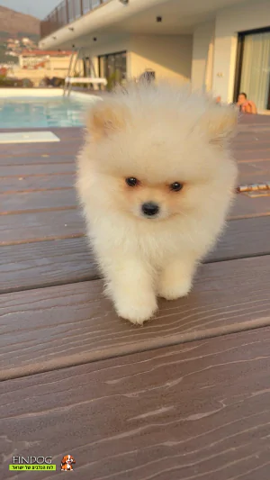 אלסקן מלמוט אלסקן מלמוט