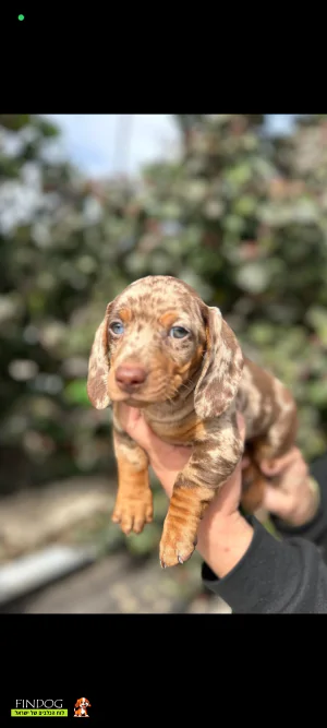 תחש / דקל - תחש ננסי