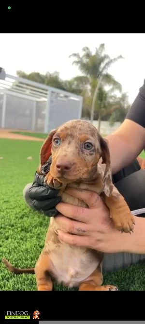 תחש / דקל - תחש ננסי