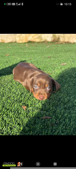 תחש / דקל - תחש ננסי