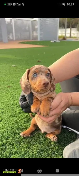 תחש / דקל - תחש ננסי