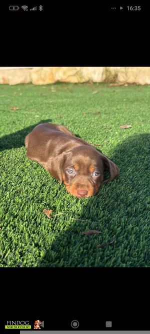 תחש / דקל - תחש ננסי