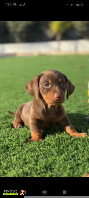 תחש / דקל - תחש ננסי