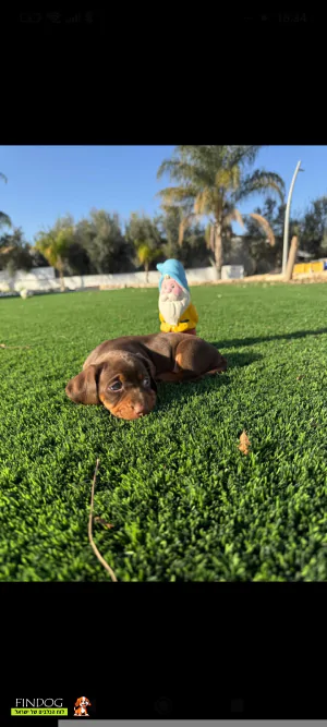 תחש / דקל - תחש ננסי
