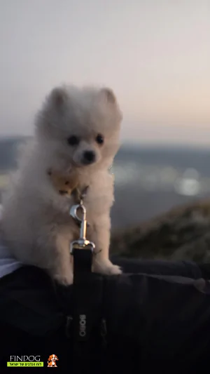 פומרניאן - Marsh