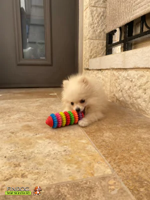 פומרניאן - Marsh