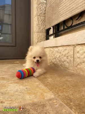 פומרניאן - Marsh