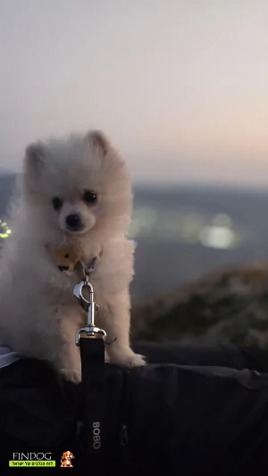 פומרניאן - Marsh