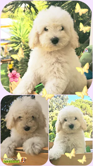 פודל - פודל טוי