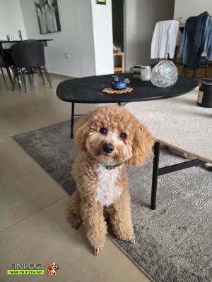 פודל - לוצ׳י פודל - לוצ׳י