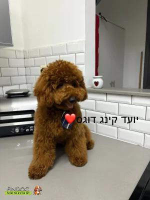 פודל