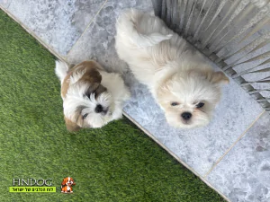 שי טסו / שיצו - טוי