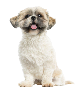 כלב שיצו - שי טסו היפואלרגנים מדהימים מתועדים בפיקוח מלא , למסירה