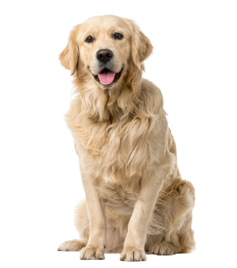 גולדן רטריבר כלב עם לב זהב מתועדים בפיקוח מלא , לשידוך