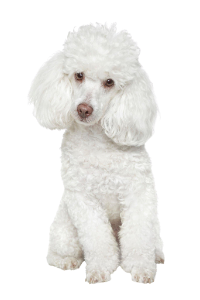 כלב פודל טוי, פודל ננסי / פודל מיניאטורי, עם תעודות &#128041; , למסירה