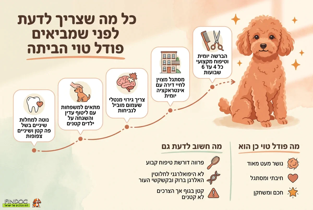 כל מה שצריך לדעת לפני שמביאים פודל טוי לבית