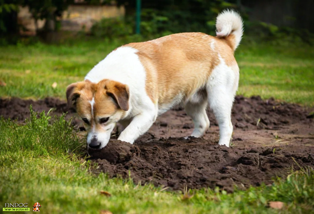 כלב חופר באדמה