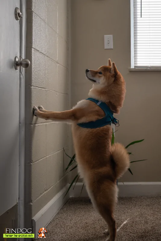כלב ממתין בדלת - חרדת נטישה