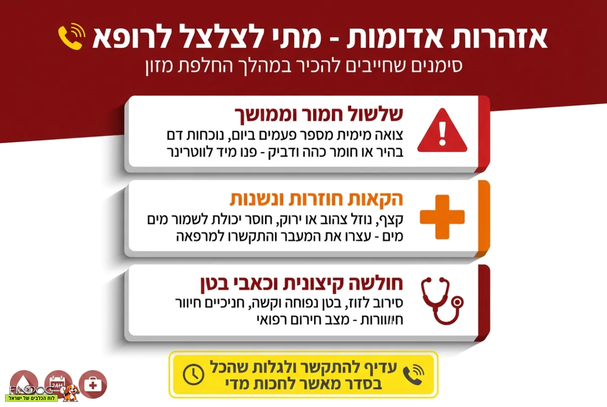 איך מחליפים מזון לכלב בלי לפגוע בבריאותו