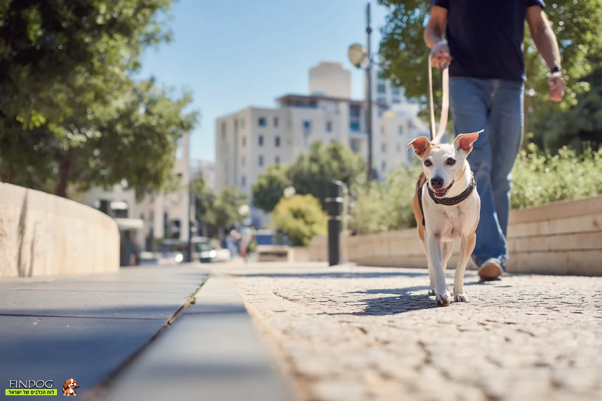 כלב רגוע באימון עם בעליו בפארק עירוני מוקף עצים ובניינים