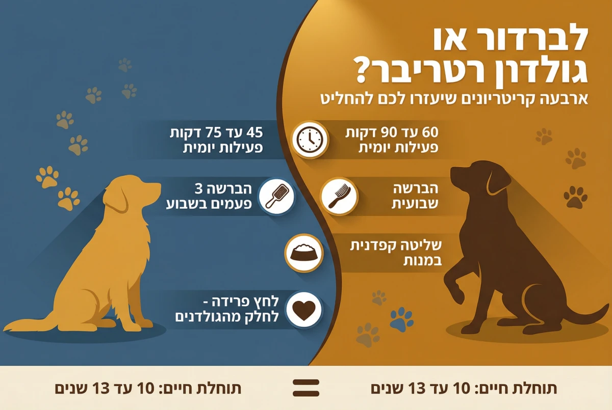 לברדור או גולדן - איזה גור נכון עבורכם